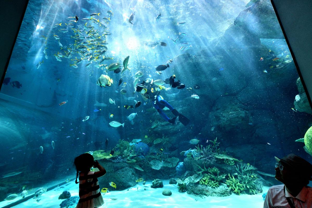 名古屋港水族館　サンゴ礁大水槽