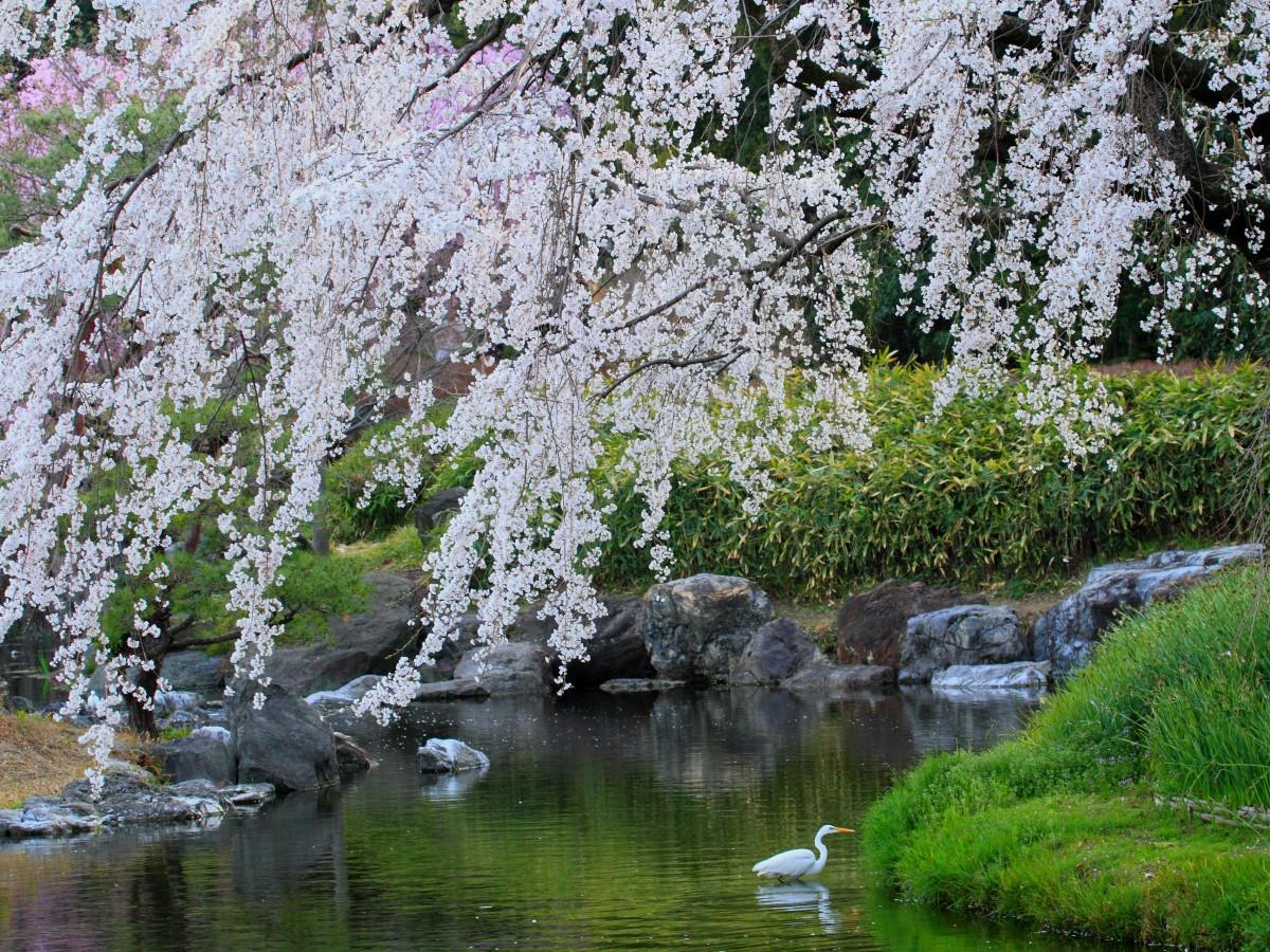 白鳥庭園 観桜会