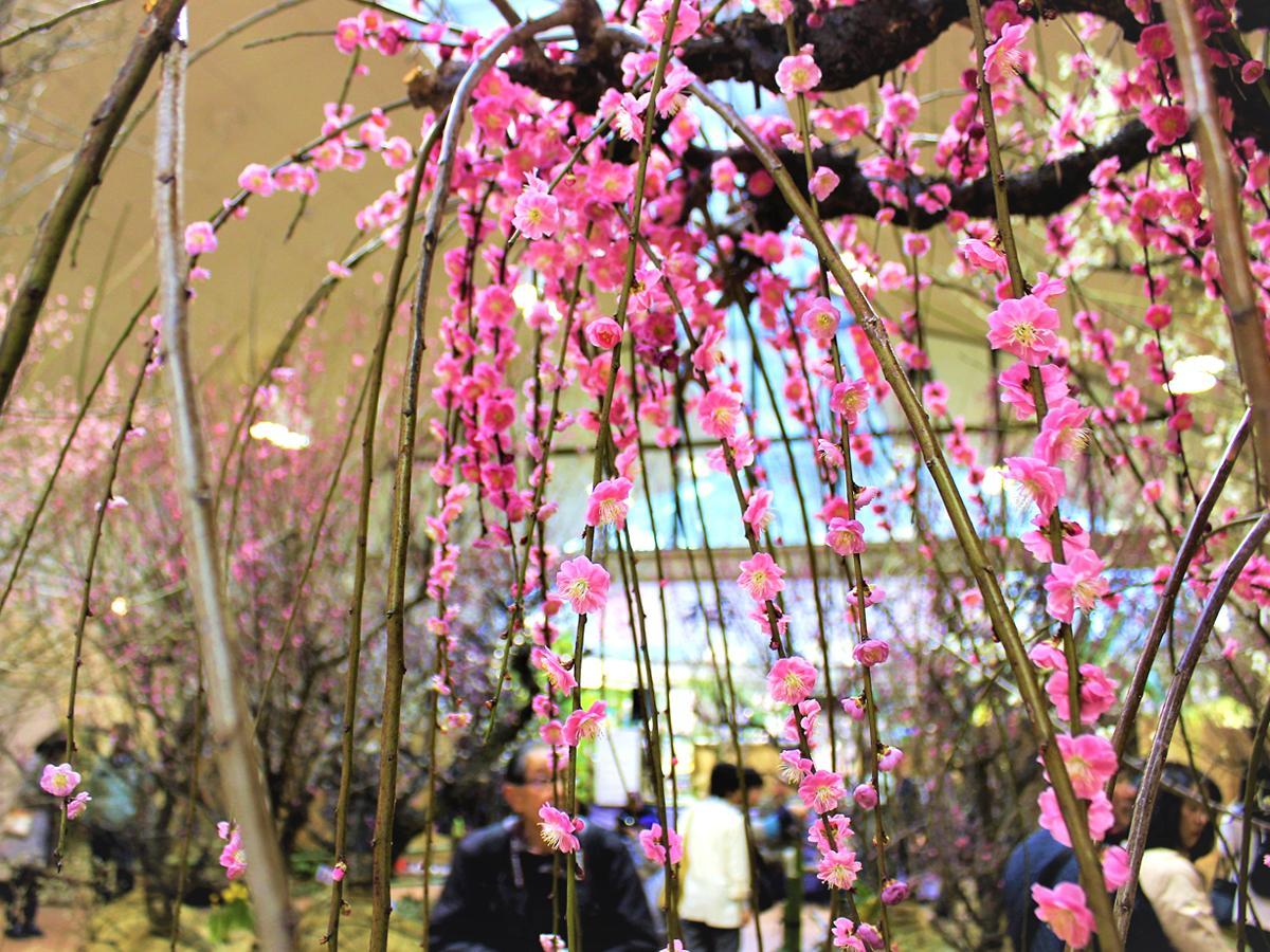 Meijo Park Flower Plaza plum blossoms