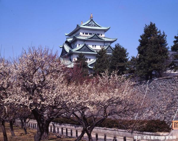 Nagoya Castle plum blossoms