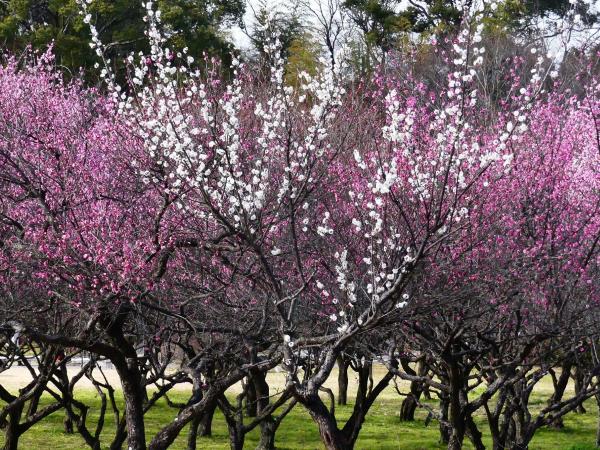 Odaka Greenery Park plum blossoms