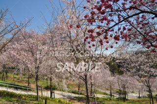 21.東山動植物園　桜の回廊2