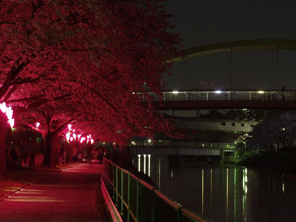 荒子川公園　桜ライトアップ
