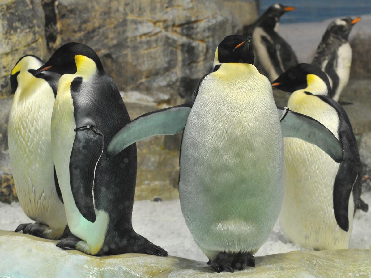 4匹の大きなペンギン