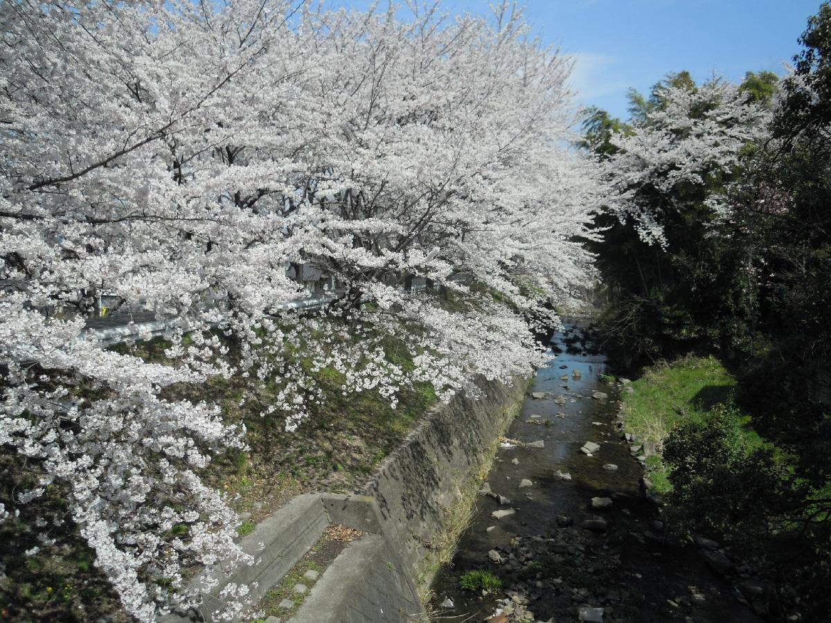 白沢渓谷の桜