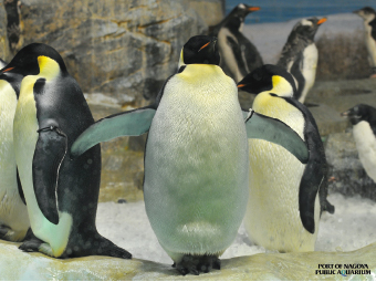 名古屋港水族馆