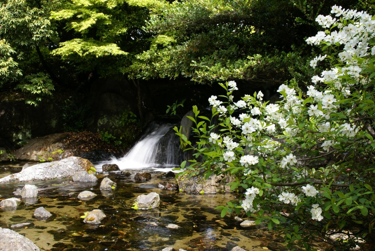 白鳥庭園　新緑