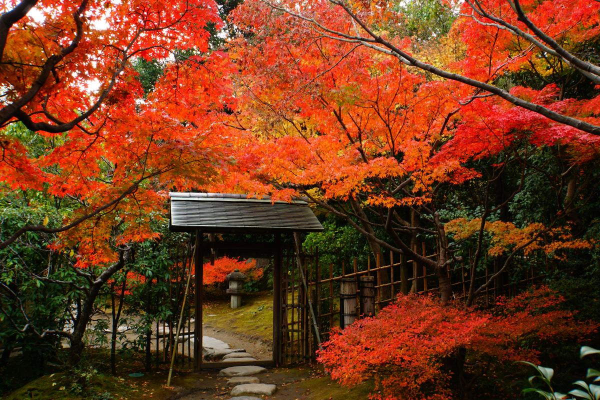 白鳥庭園　紅葉 露地庭