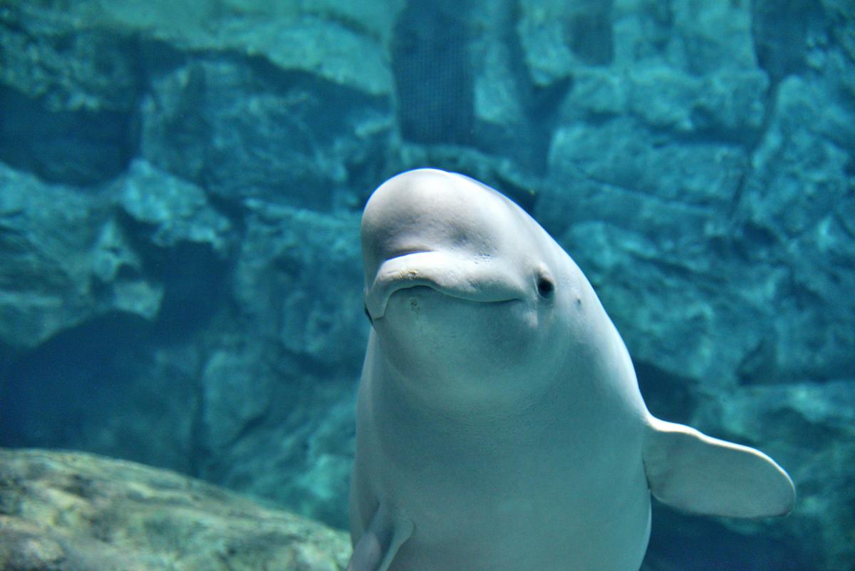 名古屋港水族館　ベルーガ