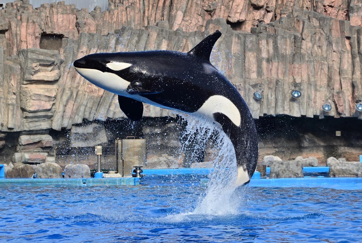 名古屋港水族館　シャチ