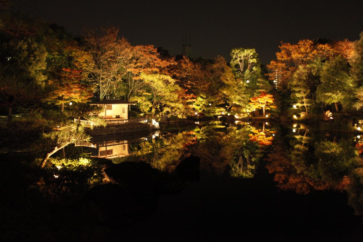 白鳥庭園　紅葉ライトアップ