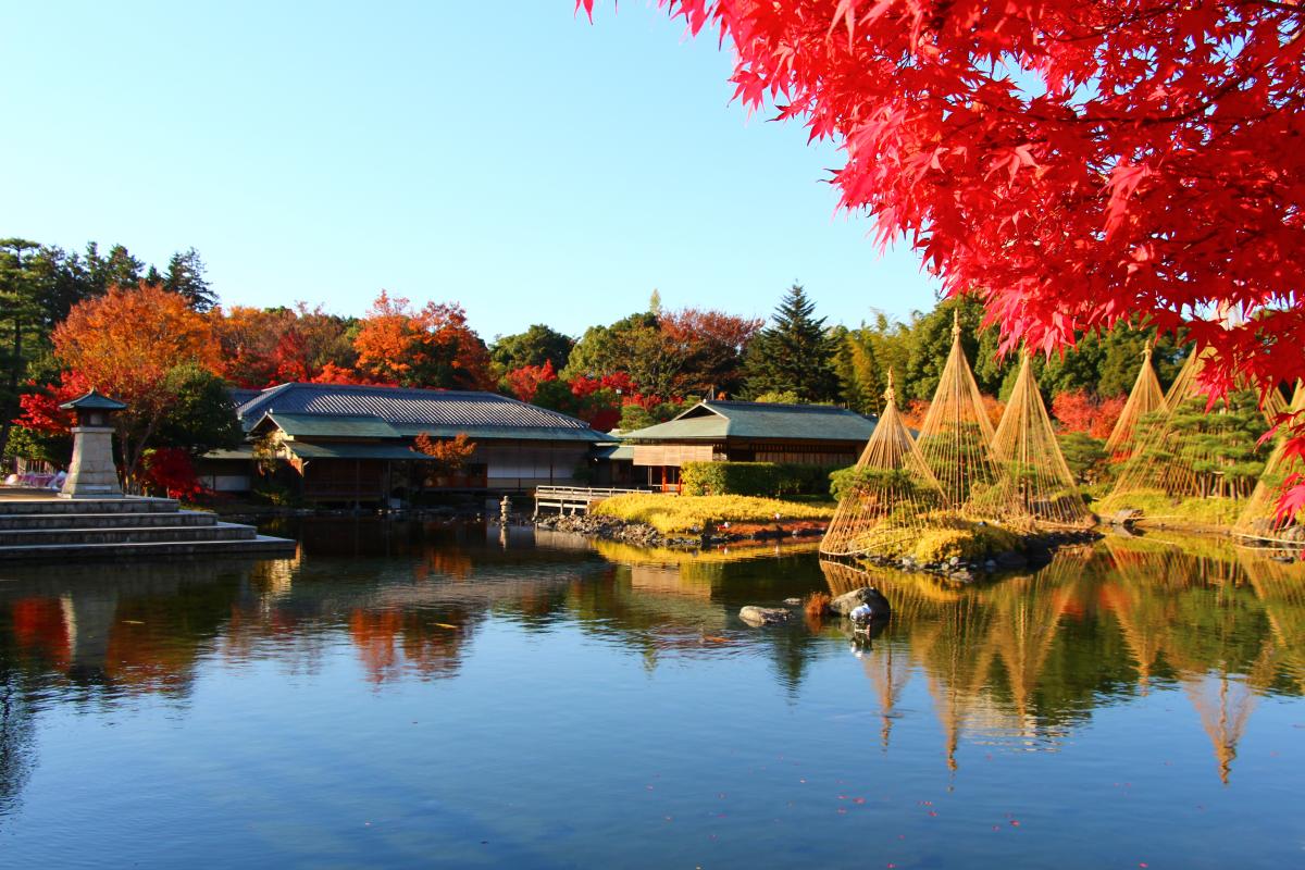 白鳥庭園　紅葉