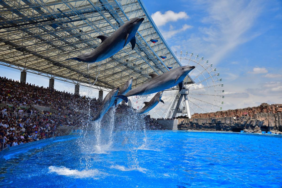 名古屋港水族館　イルカパフォーマンス