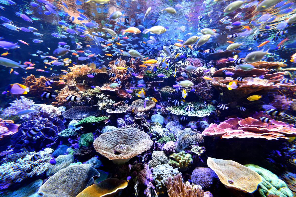 名古屋港水族館　ライブコーラル水槽