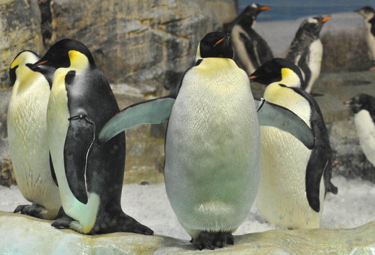 名古屋港水族館　エンペラーペンギン