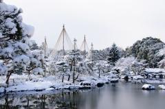 白鳥庭園　雪吊り 雪景色