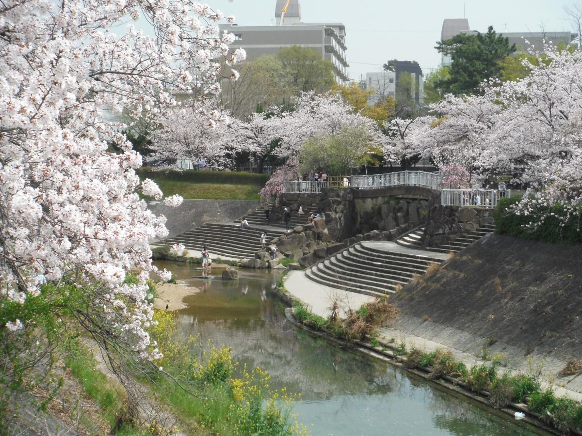 山崎川　鼎小橋