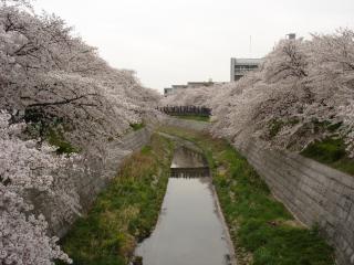 山崎川　桜並木