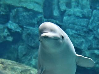 名古屋港水族館