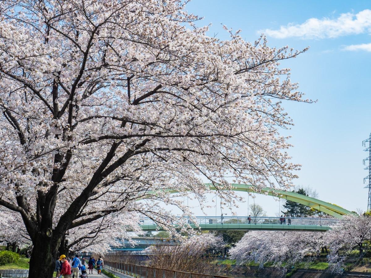 荒子川公園　桜