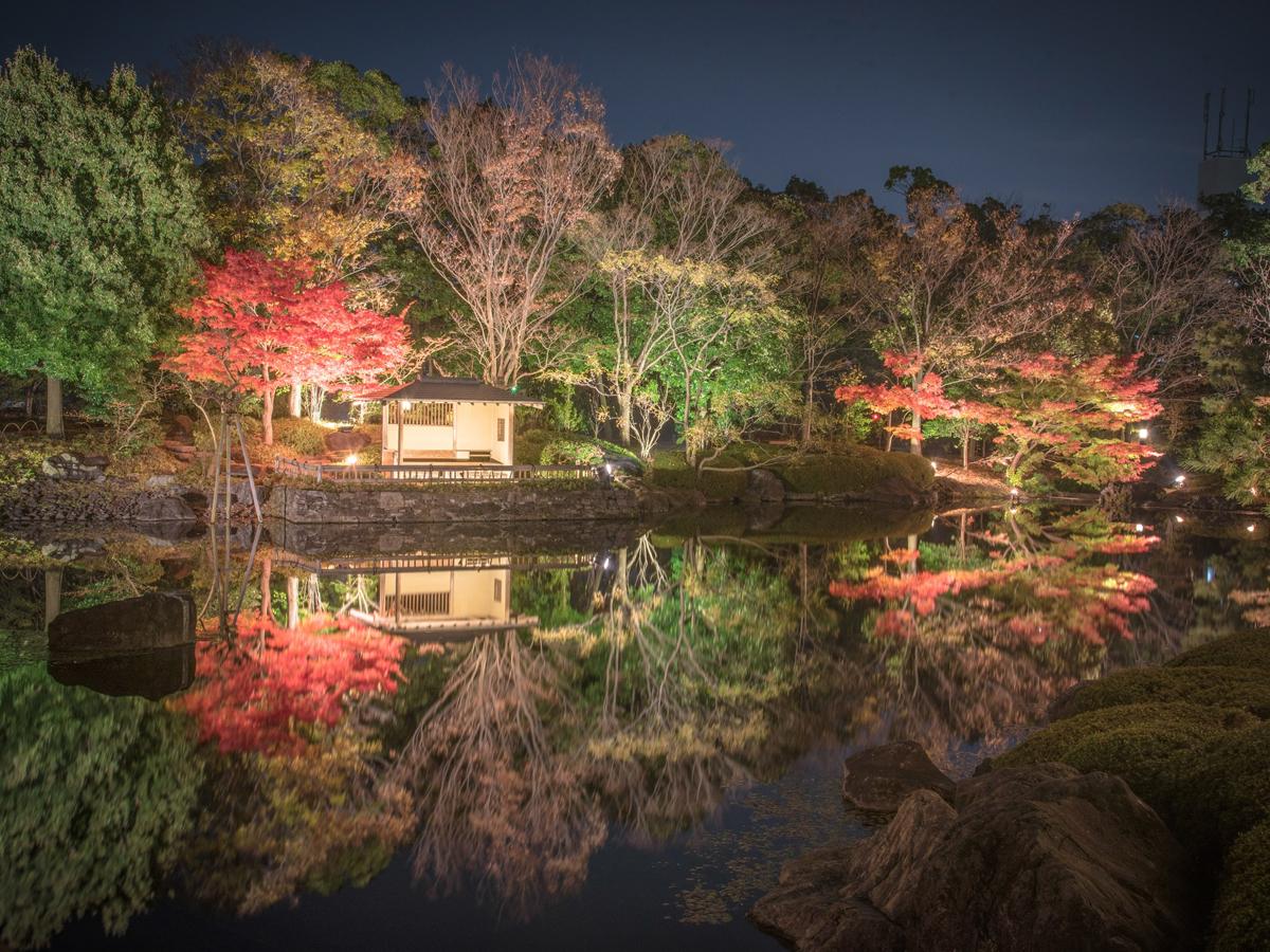 白鳥庭園　紅葉ライトアップ