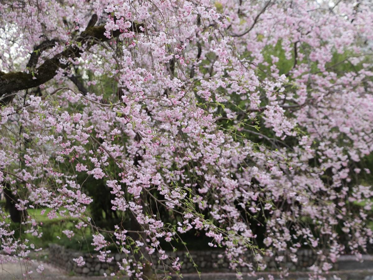 Spring Flower Festival: Canola Flowers and Cherry Blossoms