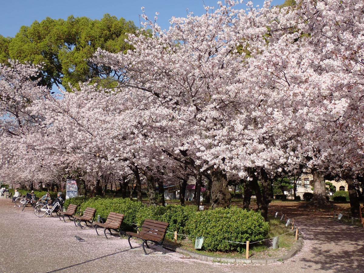 鶴舞公園 桜