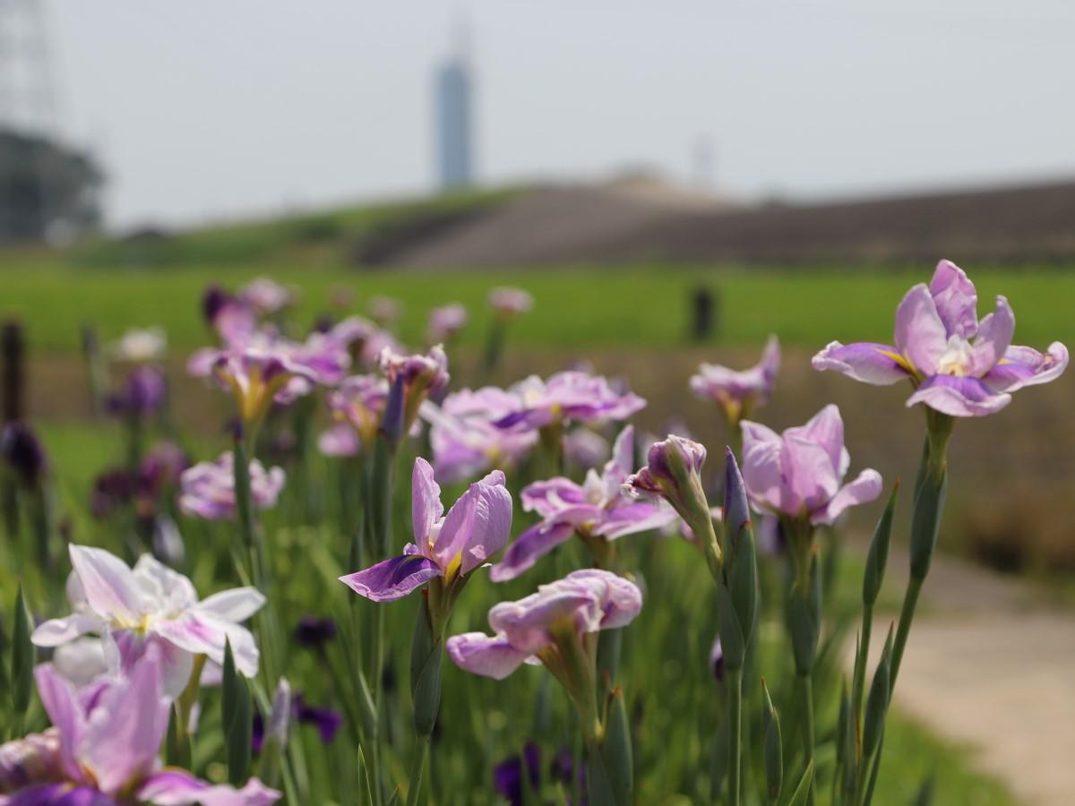 庄内緑地　初夏の華まつり　ハナショウブ