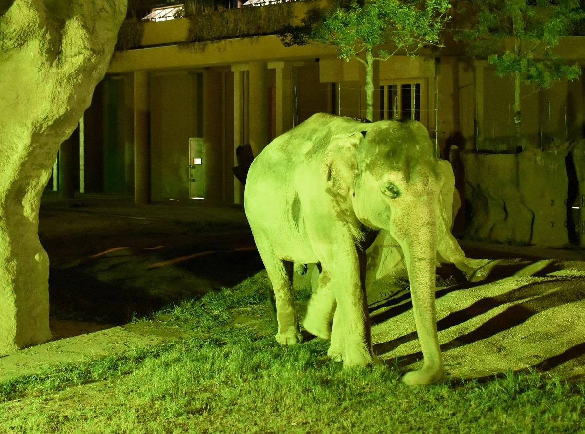 中止 東山動植物園 ナイトzoo 公式 名古屋市観光情報 名古屋コンシェルジュ 中止 東山動植物園 ナイトzoo 公式 名古屋市観光情報 名古屋コンシェルジュ