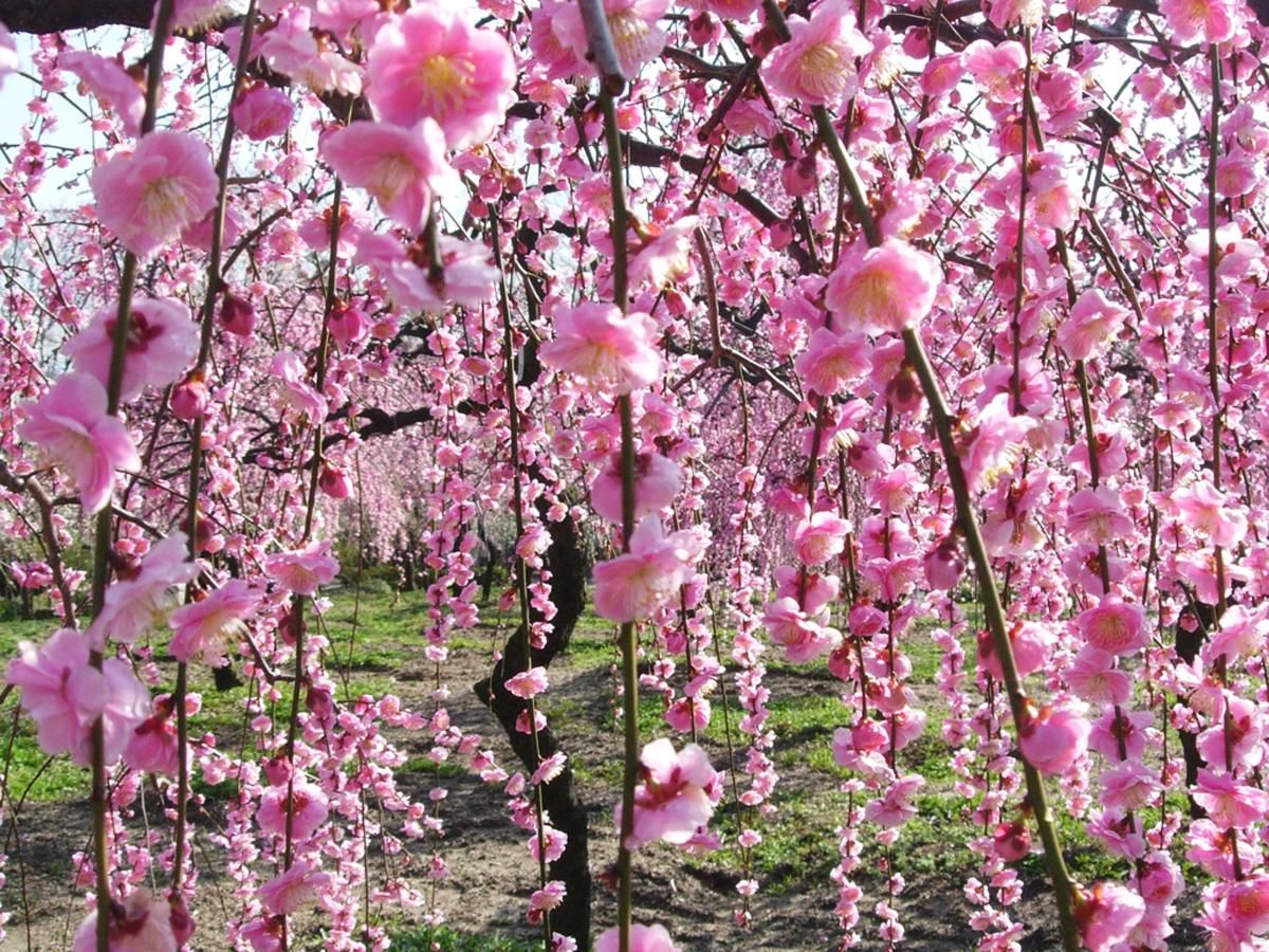 垂枝梅节