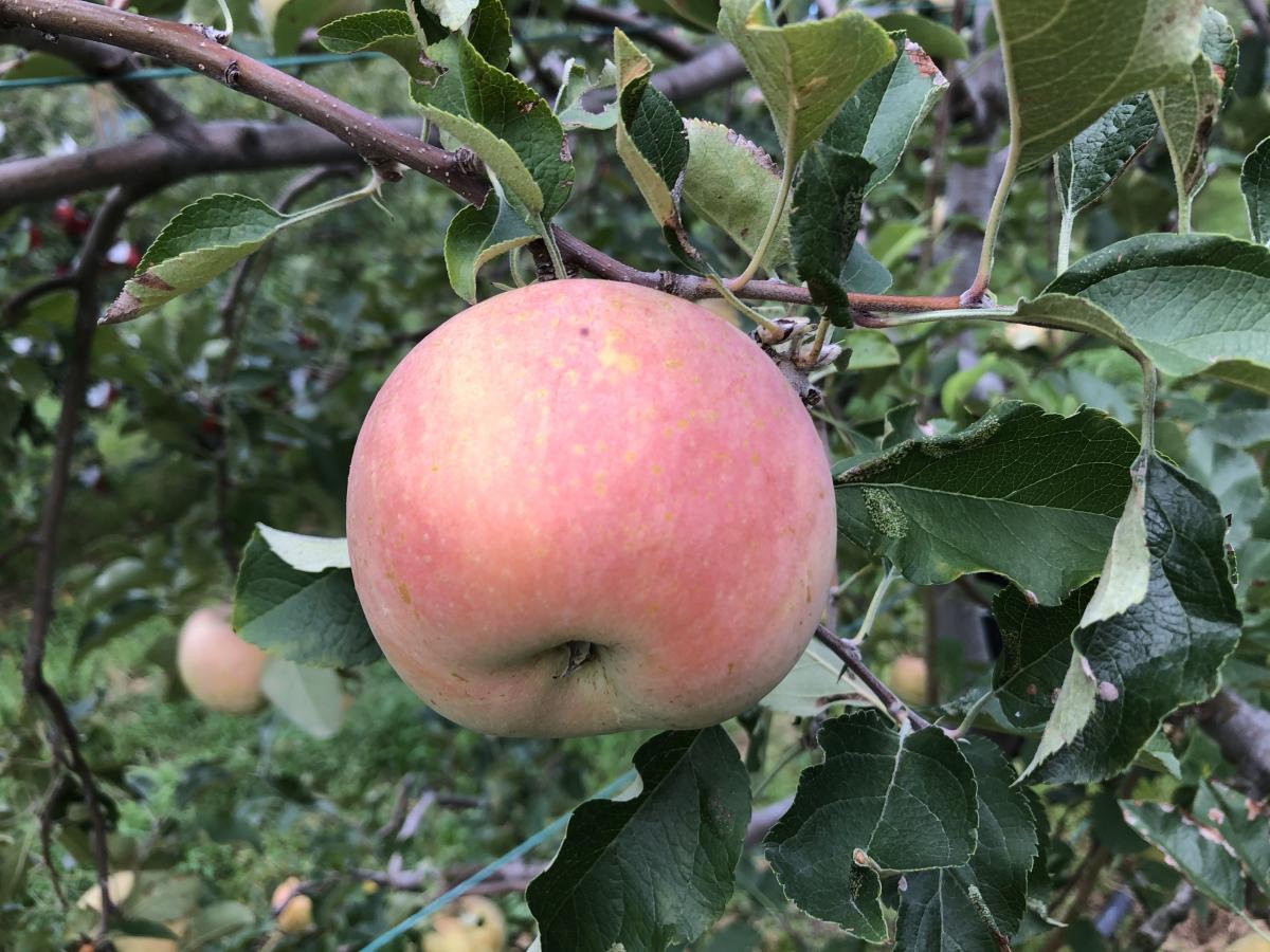 東谷山フルーツパーク　リンゴ