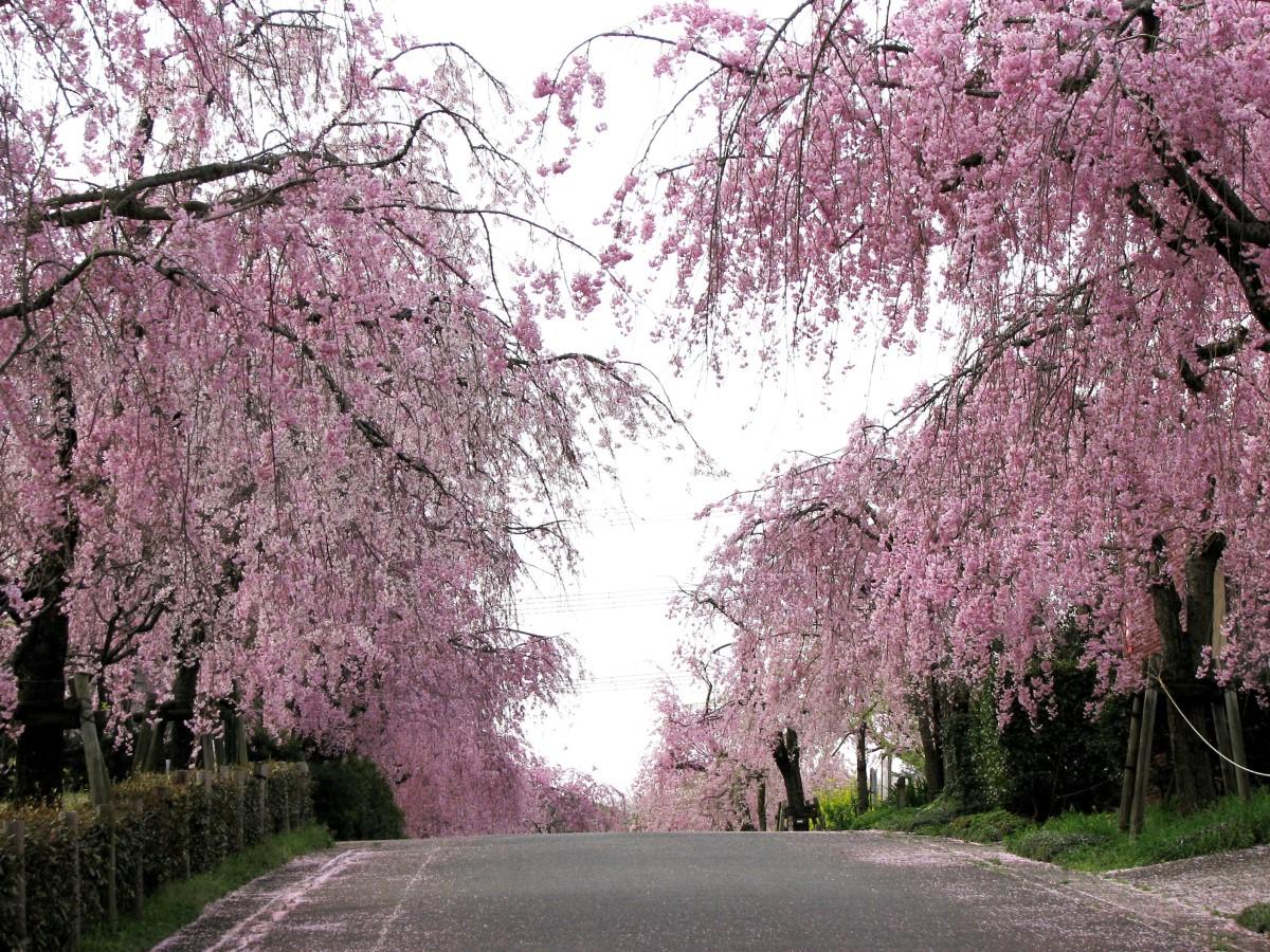 东谷山水果公园　枝垂樱节