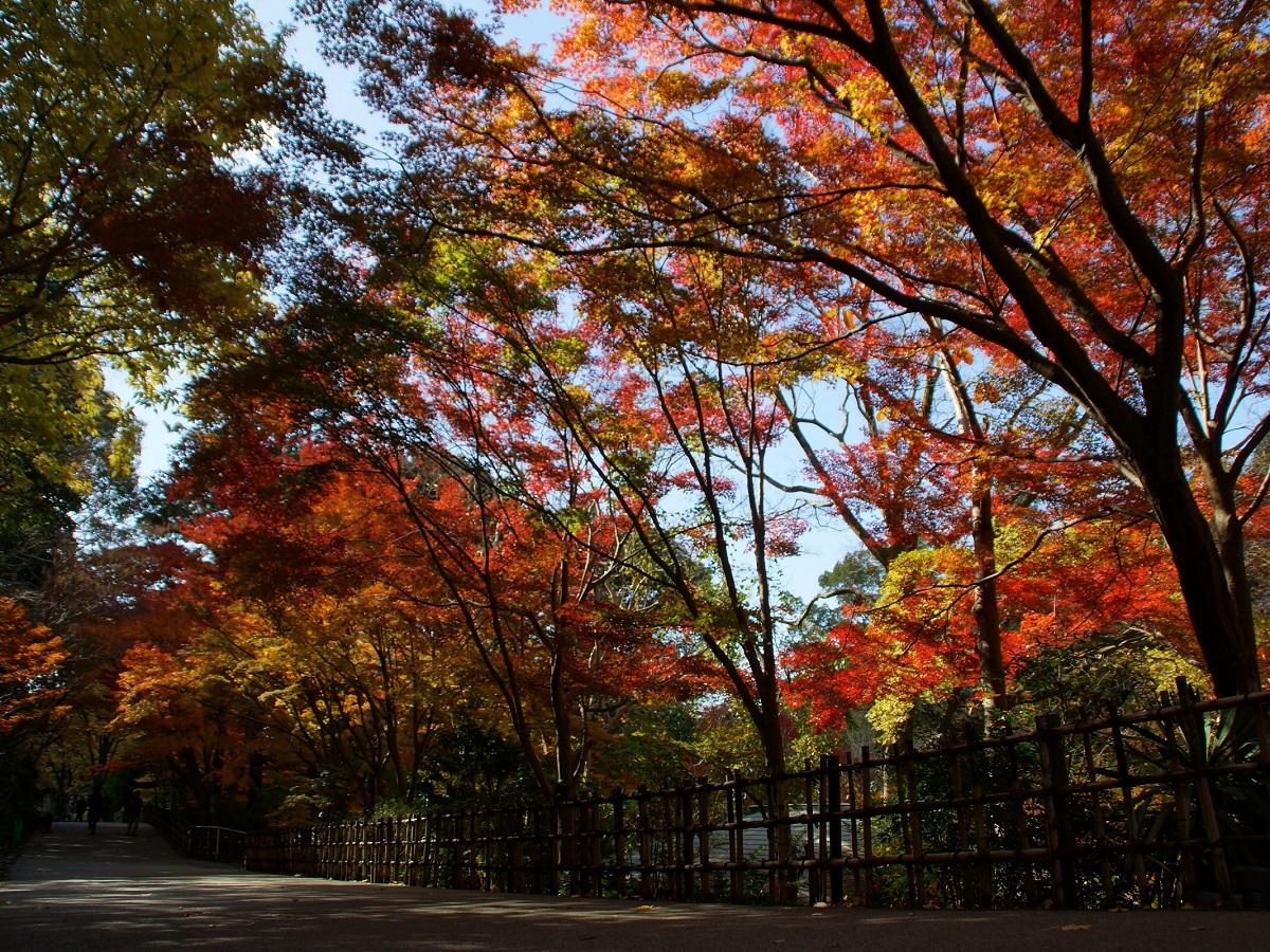 東山動植物園もみじ狩り 公式 名古屋市観光情報 名古屋コンシェルジュ 東山動植物園もみじ狩り 公式 名古屋市観光情報 名古屋コンシェルジュ