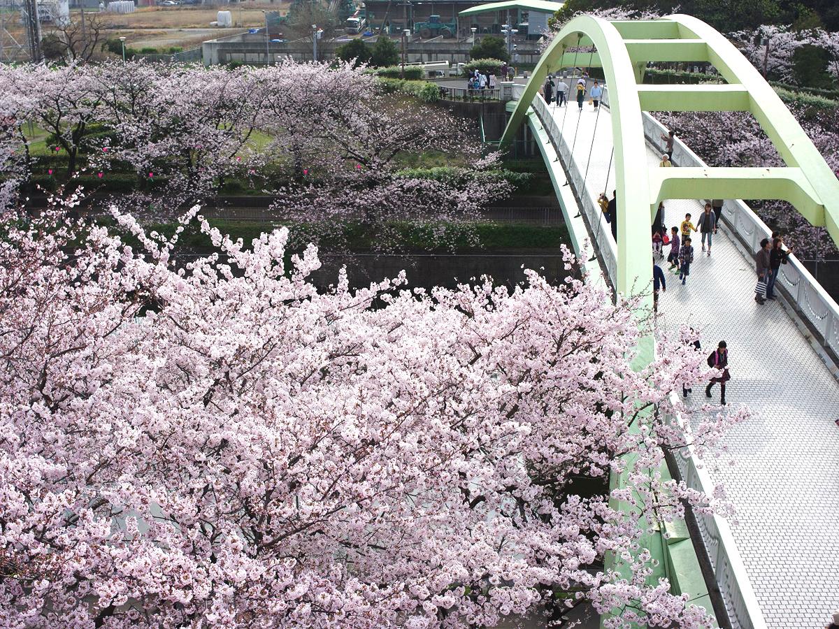 荒子川公園　桜