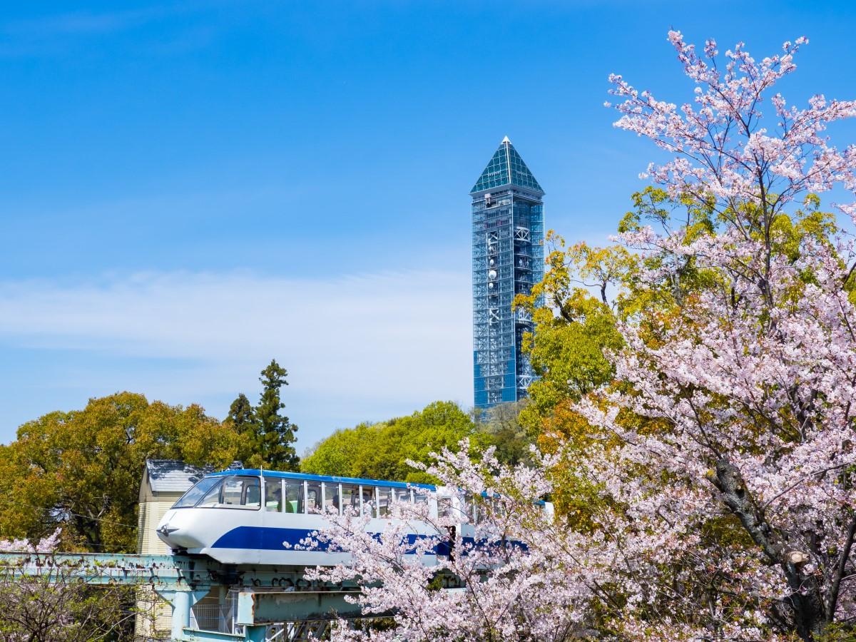Cherry blossom viewing at Nagoya Higashiyama Zoo and Botanical Gardens