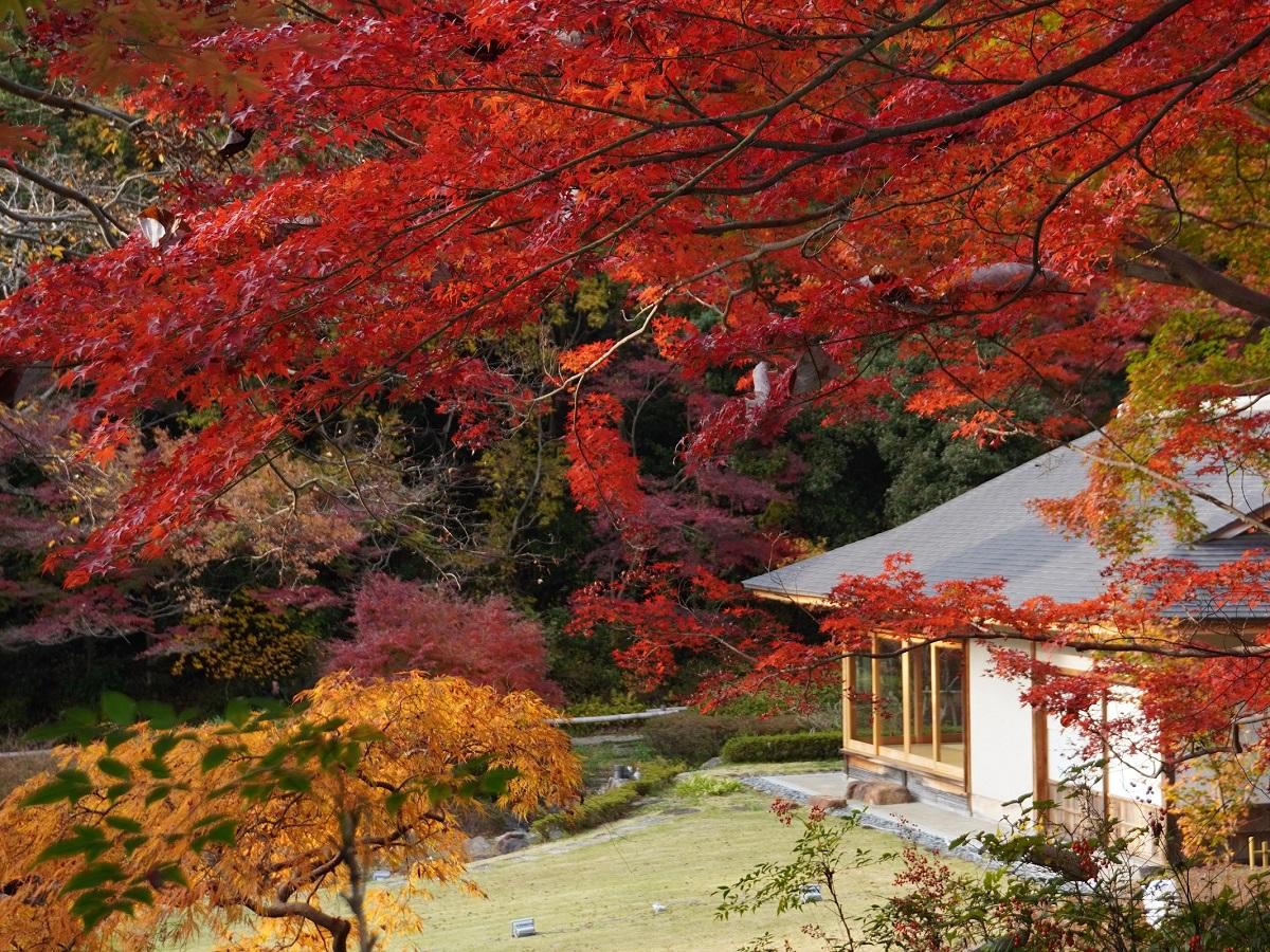 東山動植物園もみじ狩り 公式 名古屋市観光情報 名古屋コンシェルジュ 東山動植物園もみじ狩り 公式 名古屋市観光情報 名古屋コンシェルジュ
