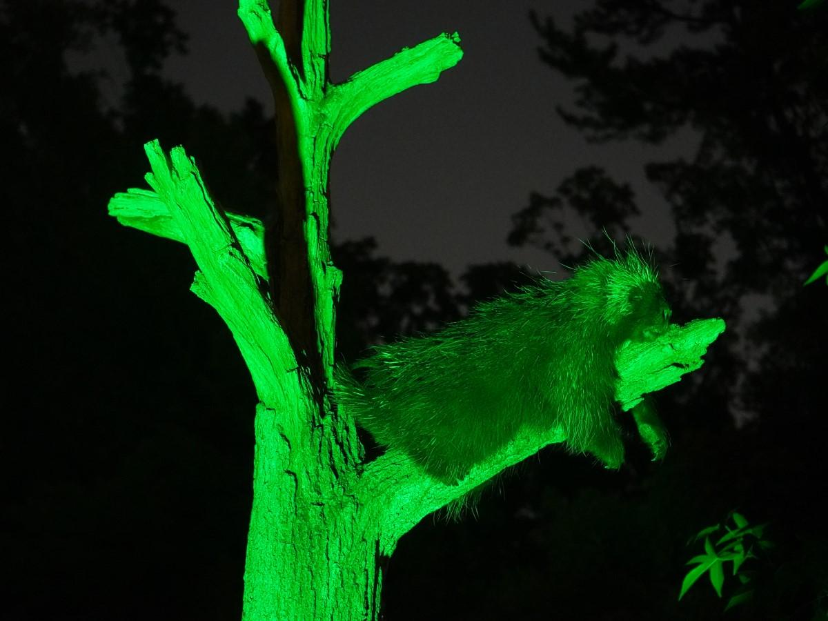 中止 東山動植物園ナイトzoo Garden 公式 名古屋市観光情報 名古屋コンシェルジュ
