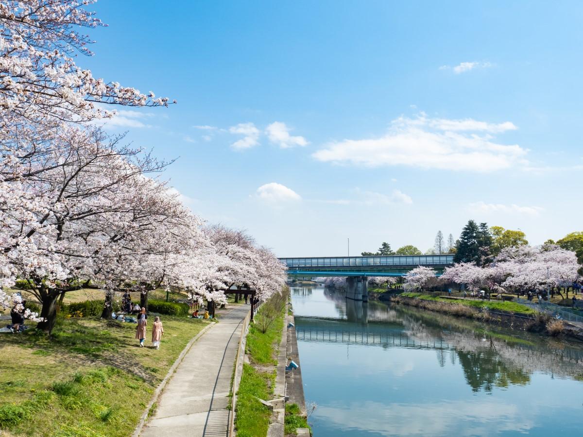 荒子川公園　桜