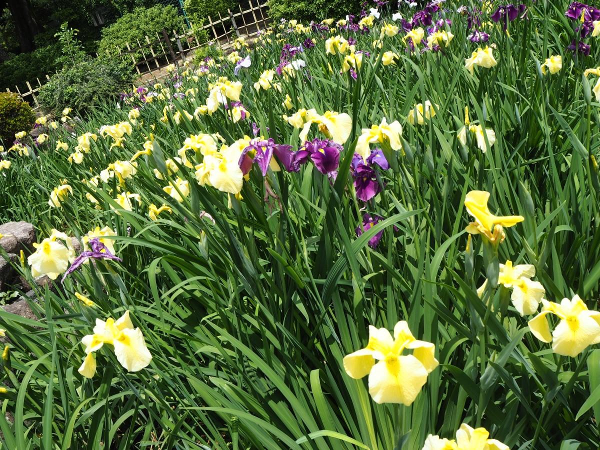 鶴舞公園花卉節 名古屋旅遊官方網站visit Nagoya 鶴舞公園花卉節 名古屋旅遊官方網站visit Nagoya