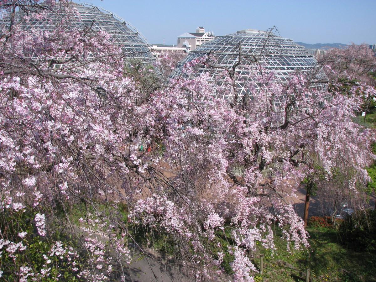 東谷山フルーツパーク　シダレザクラ