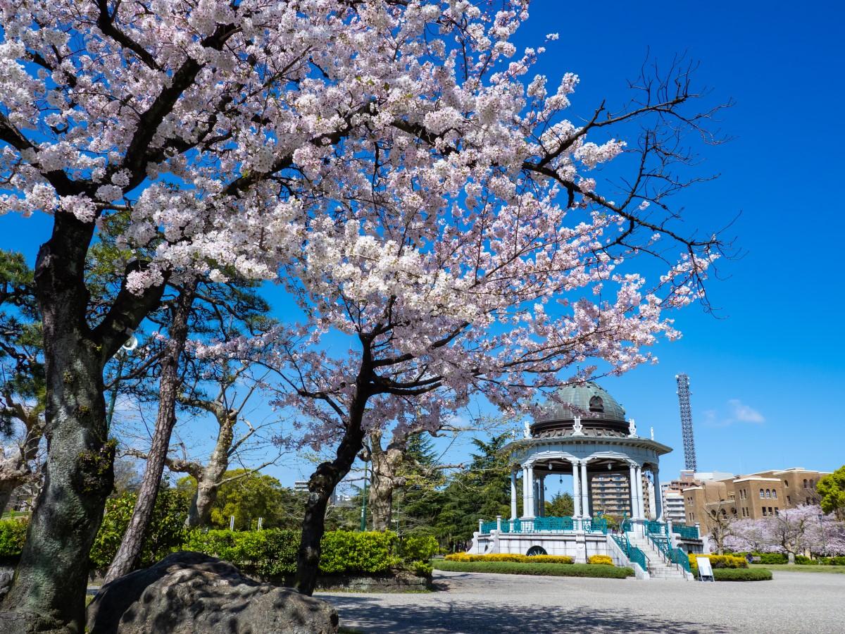 鶴舞公園 桜