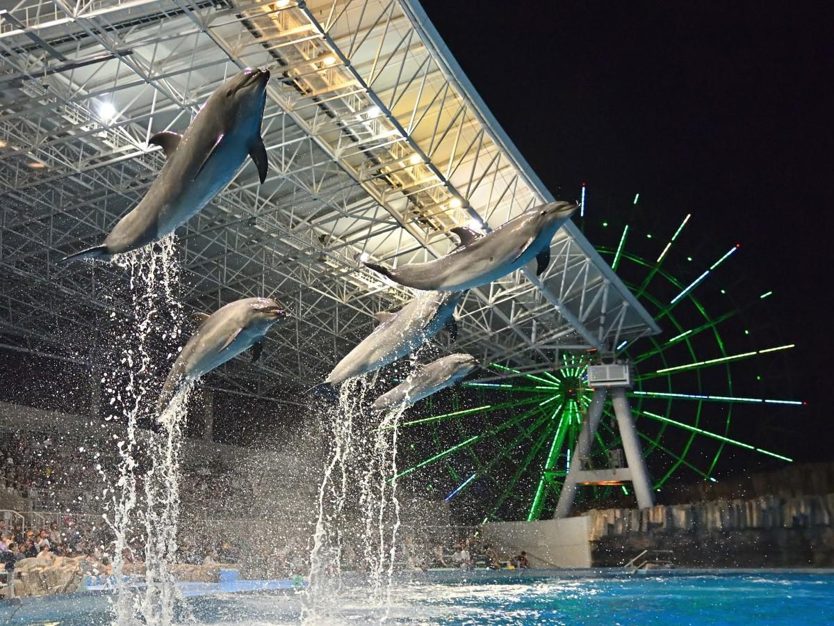 名古屋港水族館　イルカのナイトパフォーマンス