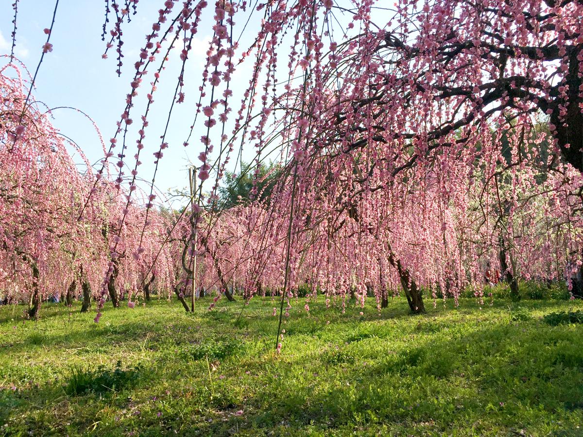 垂枝梅节