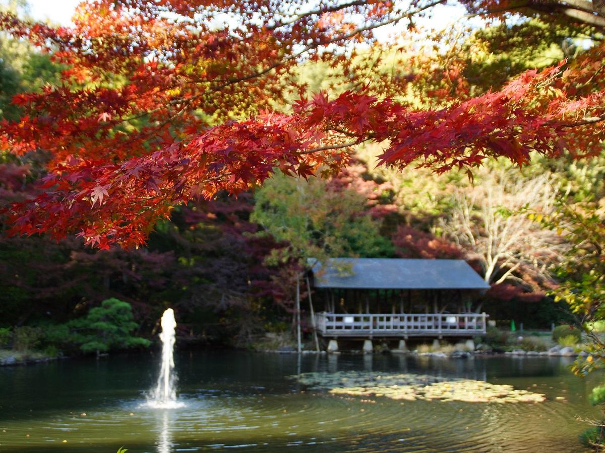 東山動植物園もみじ狩り 公式 名古屋市観光情報 名古屋コンシェルジュ 東山動植物園もみじ狩り 公式 名古屋市観光情報 名古屋コンシェルジュ