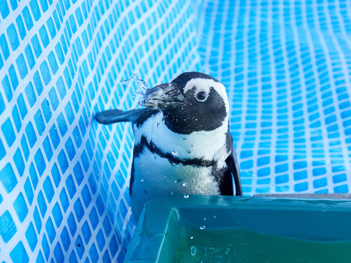 ペンギン