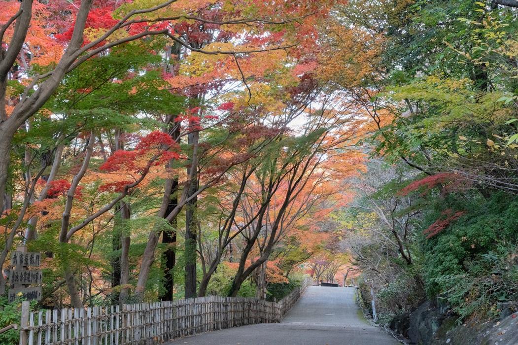 東山動植物園もみじ狩り