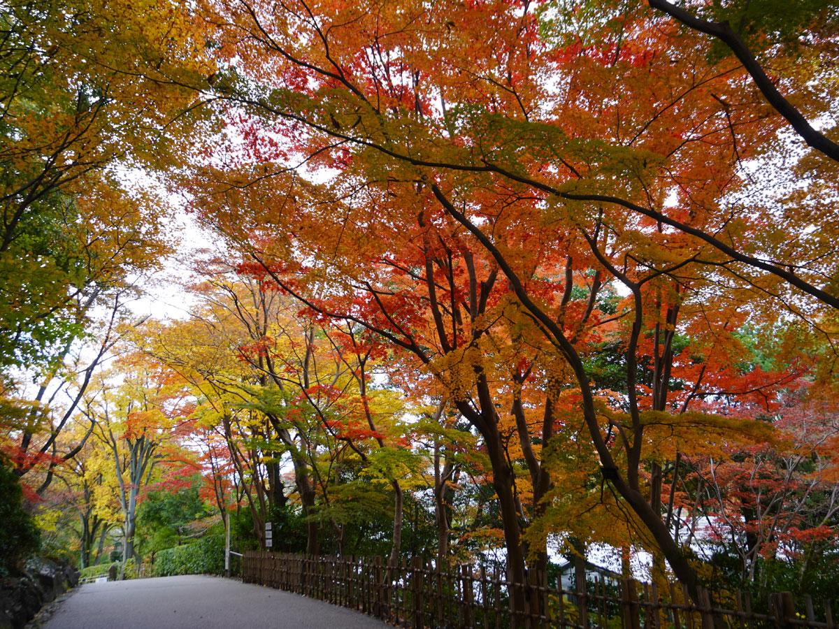 東山動植物園もみじ狩り