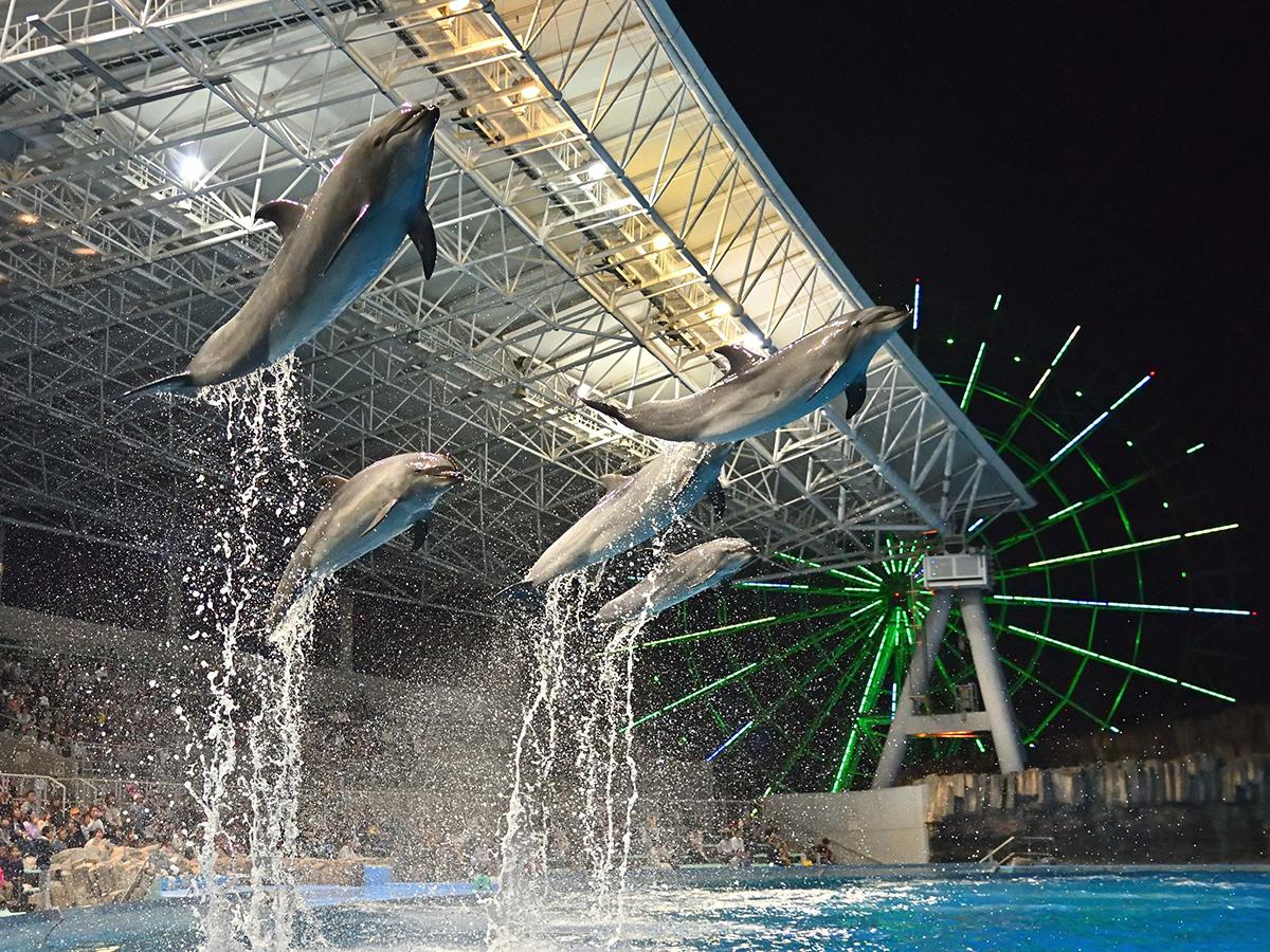 名古屋港水族館ｇｗナイトアクアリウム 公式 名古屋市観光情報 名古屋コンシェルジュ