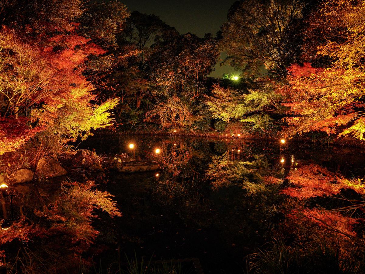 白鳥庭園　紅葉ライトアップ