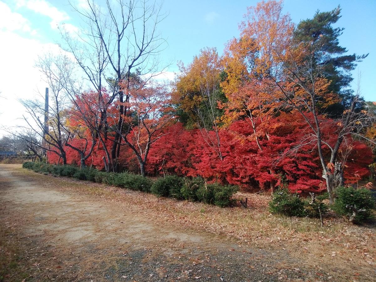 ゆとりーとライン 秋の フリーウォーキング 紅葉の小幡緑地を巡る 公式 名古屋市観光情報 名古屋コンシェルジュ